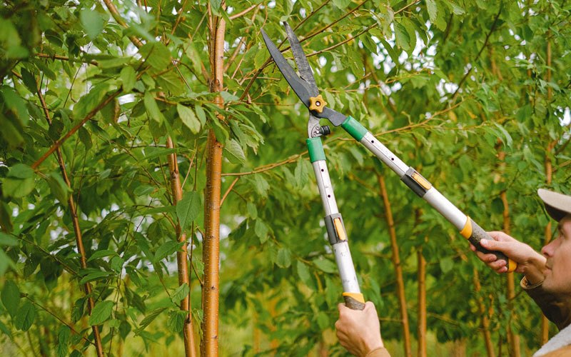 Tree trimming in White Sulphur Springs, MT